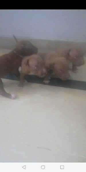 American pitbull terrier puppies 6