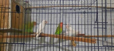 lovebirds pair urgent sale, fully healthy