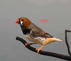 BB Finches 20 pair for sell 2