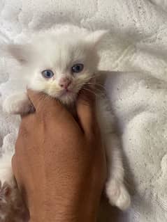 Persian blue  eyes kitten pair for sale