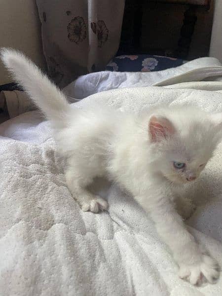 Persian blue  eyes kitten pair for sale 3