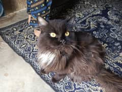 Black Persian Male Kitten