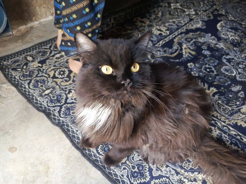 Black Persian Male Kitten 0