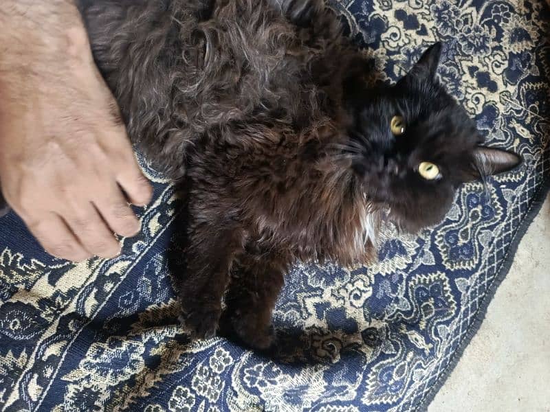 Black Persian Male Kitten 1