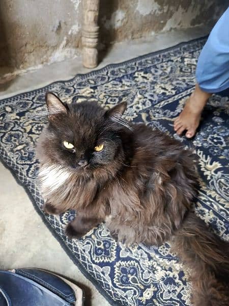 Black Persian Male Kitten 3