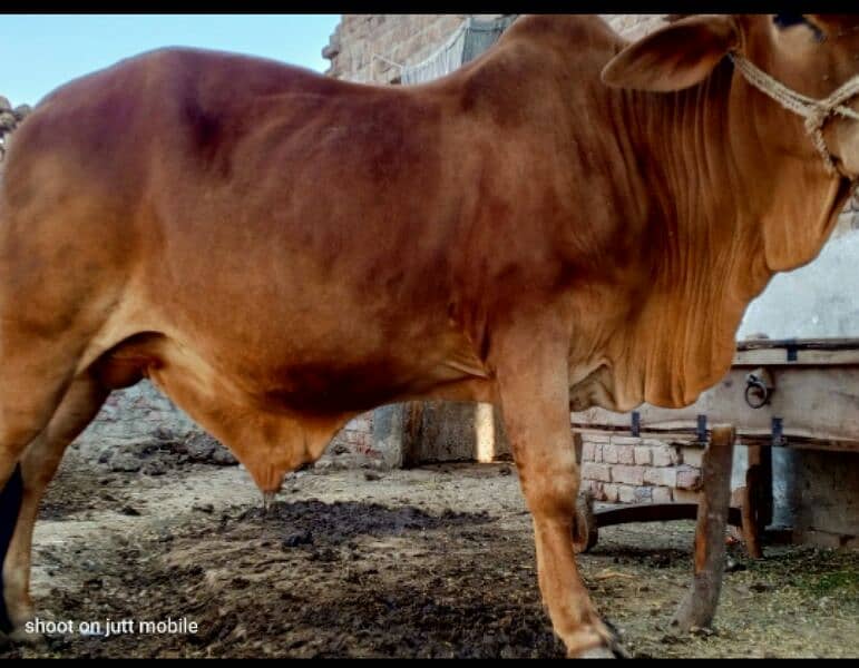 2 dant Bull for qurbani. Heavy Weight.  034212117945 Call of What'sup 2