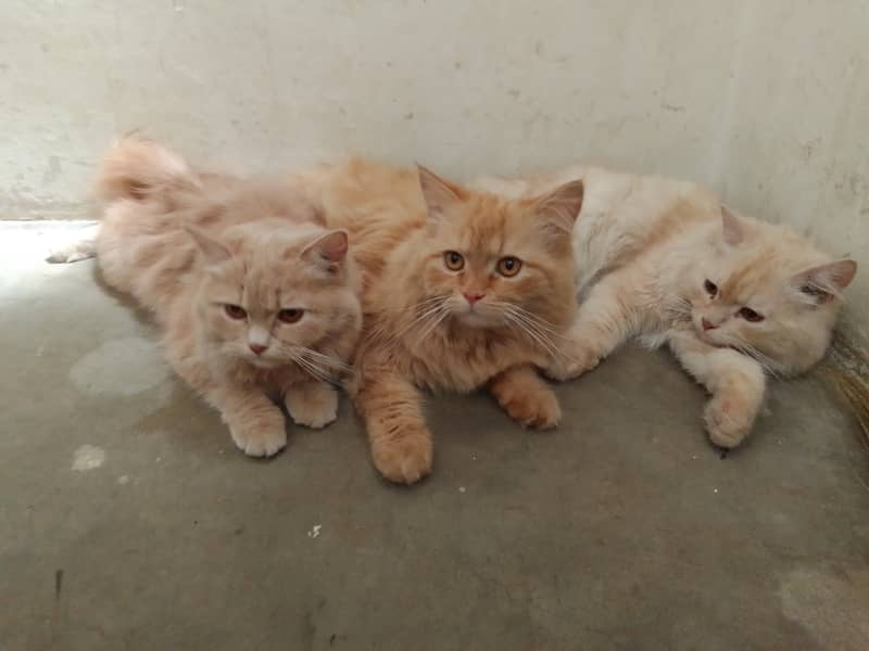 Cat couple for sale 7