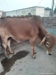 Best Qurbani Bulls | Cow | wacha | Janwar | sahiwal cow | Desi cow