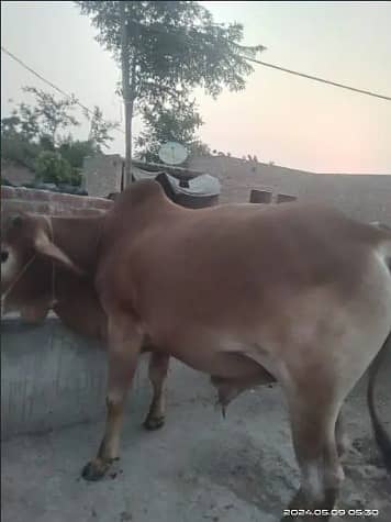Best Qurbani Bulls | Cow | wacha | Janwar | sahiwal cow | Desi cow 1