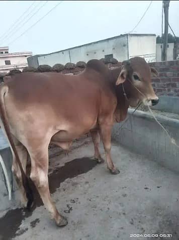 Best Qurbani Bulls | Cow | wacha | Janwar | sahiwal cow | Desi cow 2