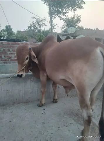 Best Qurbani Bulls | Cow | wacha | Janwar | sahiwal cow | Desi cow 3
