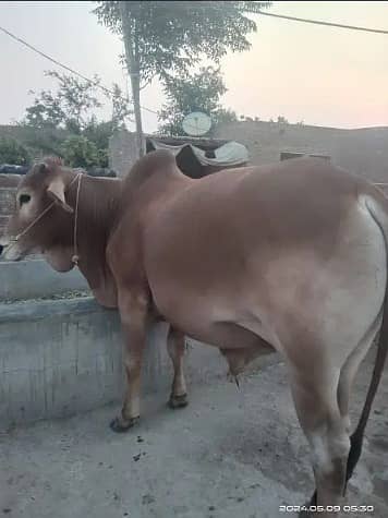 Best Qurbani Bulls | Cow | wacha | Janwar | sahiwal cow | Desi cow 4