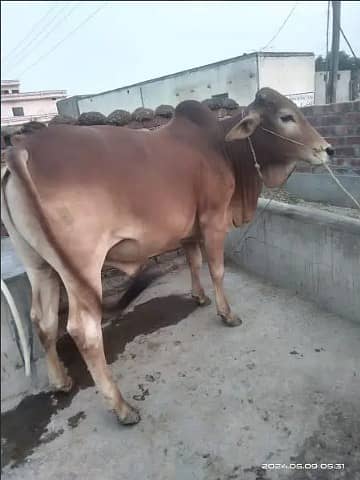 Best Qurbani Bulls | Cow | wacha | Janwar | sahiwal cow | Desi cow 5
