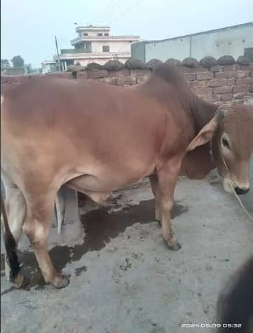 Best Qurbani Bulls | Cow | wacha | Janwar | sahiwal cow | Desi cow 6
