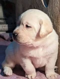 British Labrador  puppy show class ⁨03014615555 0