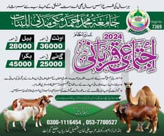 Camel | Qurbani Shares | اونٹ قربانی