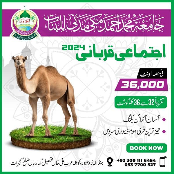 Camel | Qurbani Shares | اونٹ قربانی 1