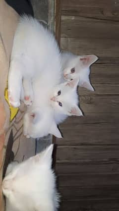 Kittens For sale