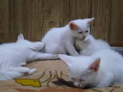 Kittens For sale
