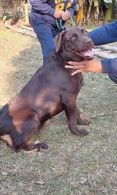 Chocolate Labrador available for stud