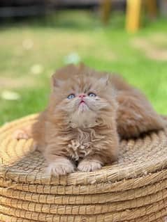 Persian cat / kitten / extreme punch face / triple coat / cat for sale