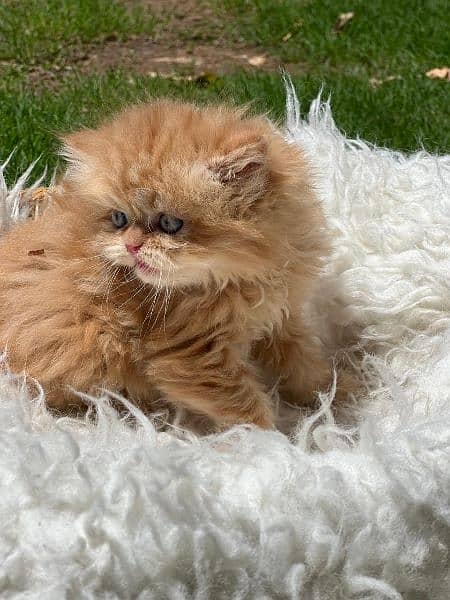 persian cat extreme punch face | persian kitten | tripple coat | cat | 1