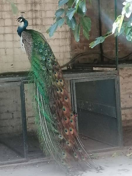 peacock fresh and fertile eggs for sale 4