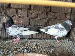 pure taddy  pigeons