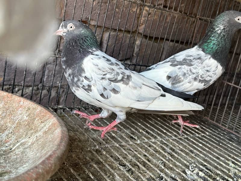 pure taddy  pigeons 1