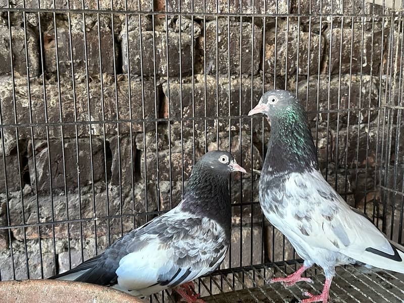 pure taddy  pigeons 5