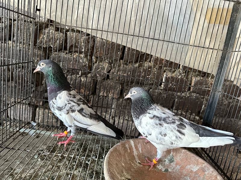 pure taddy  pigeons 8