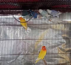 Lovebirds for Sale - Home Breed 0