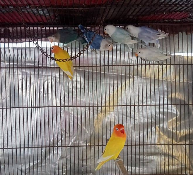Lovebirds for Sale - Home Breed 0