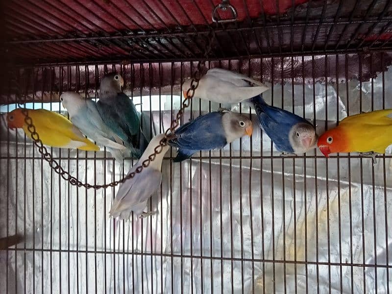 Lovebirds for Sale - Home Breed 1
