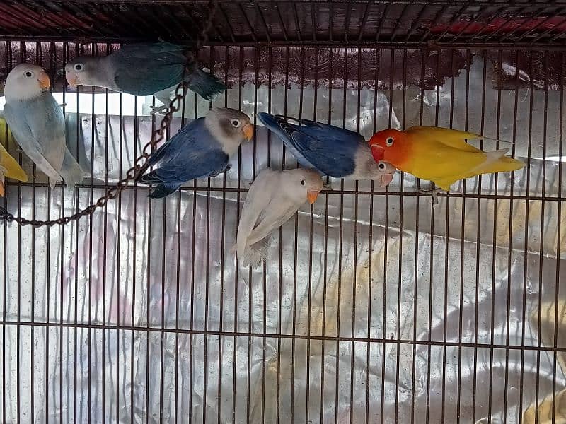 Lovebirds for Sale - Home Breed 2