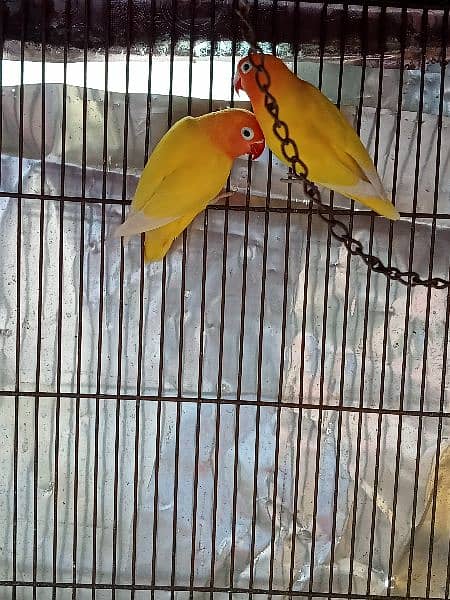 Lovebirds for Sale - Home Breed 3