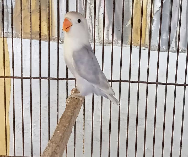 Lovebirds for Sale - Home Breed 4