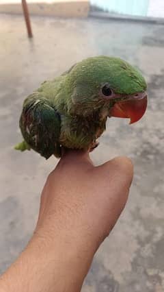 Kashmiri raw parrots Hand tame no bite