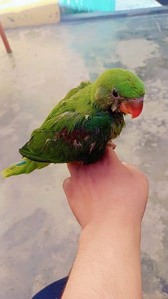 Kashmiri raw parrots Hand tame no bite 1