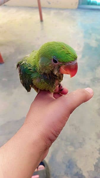 Kashmiri raw parrots Hand tame no bite 2