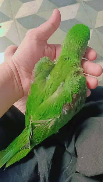 Kashmiri raw parrots Hand tame no bite 3