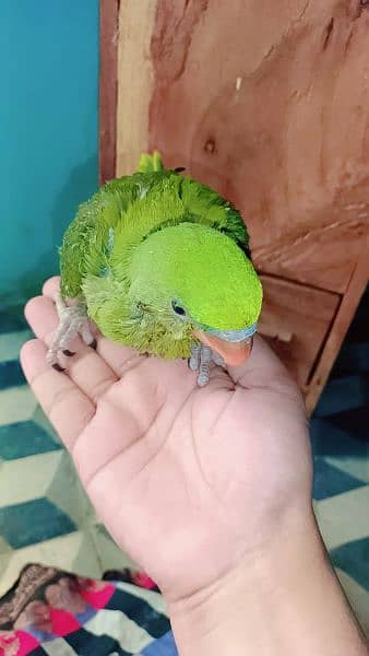 Kashmiri raw parrots Hand tame no bite 4