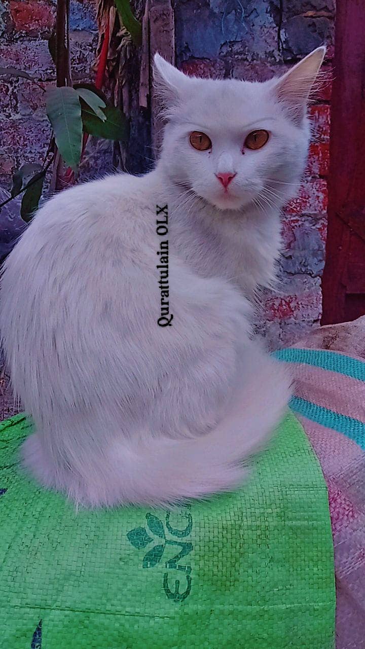 Turkish Angora Cutest Female Cat Washroom trained 2
