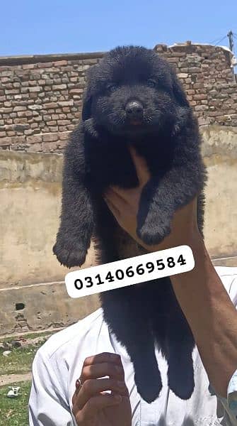 black German shepherd puppy full long Cort 1