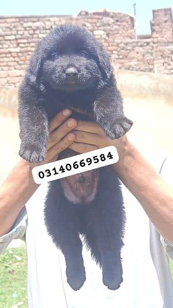 black German shepherd puppy full long Cort 2