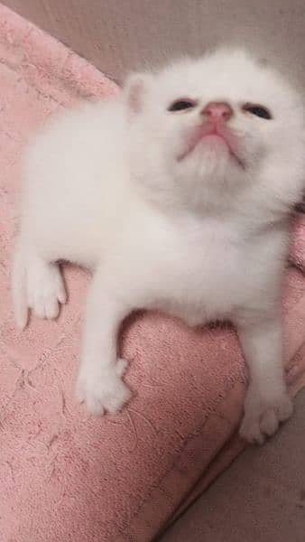 kitten for sale 2