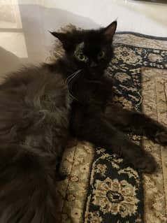 Black persian breed cat