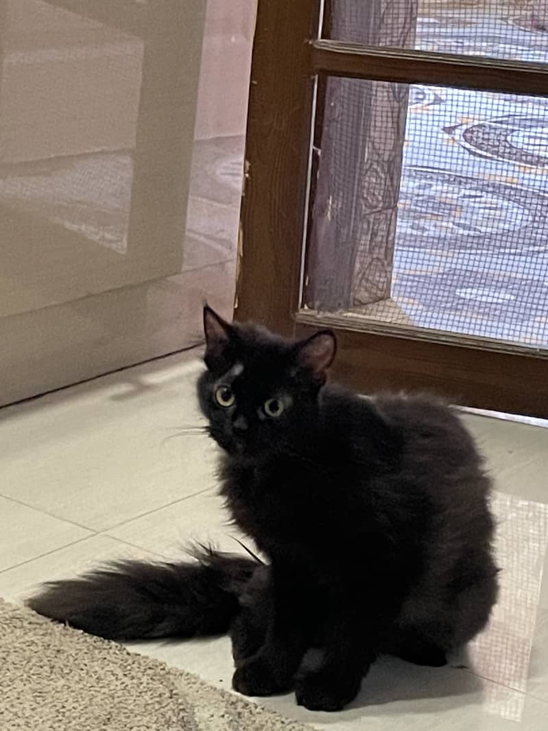 Black persian breed cat 1