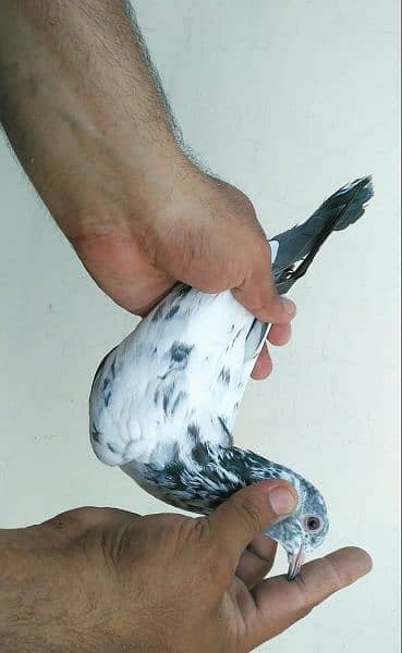 Outclass pigeons kabutar Quality birds Pure Pegions Kabootar Pairs 18