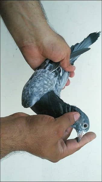 Outclass pigeons kabutar Quality birds Pure Pegions Kabootar Pairs 19
